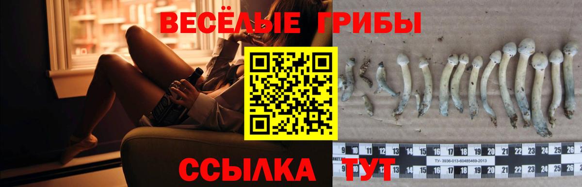 Карачаевск  Галлюциногенные грибы прущие грибы  Вход с VPN 